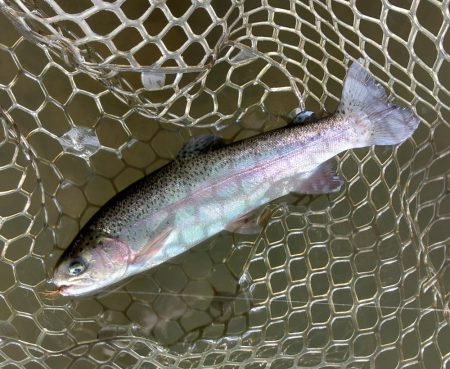 大安トラウトレイク釣果